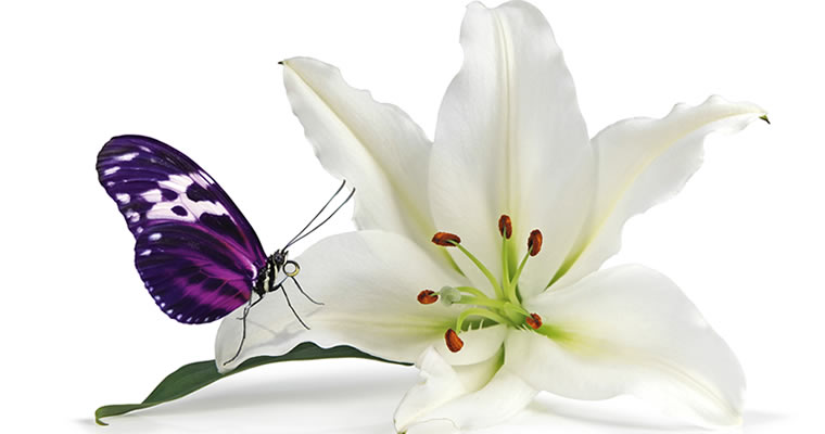 Butterfly and Lily